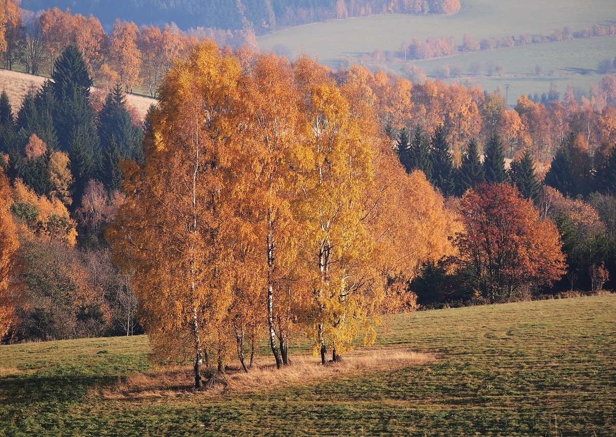 Fešandy-web.jpg