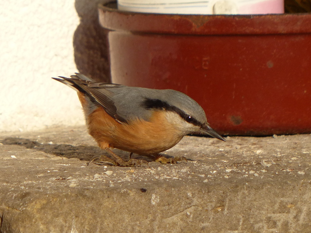 P1010594.JPG