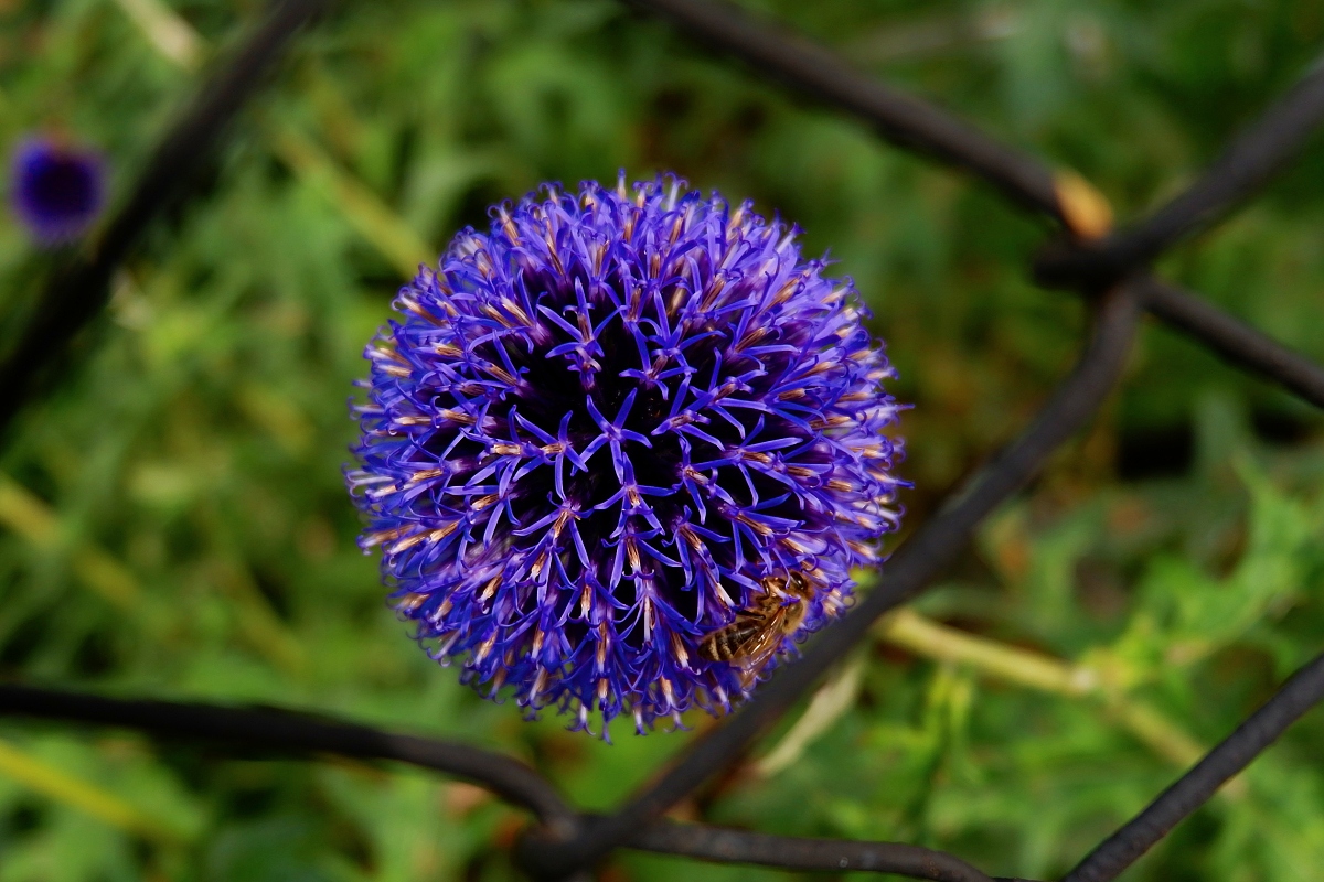 DSCF0967a.jpg
