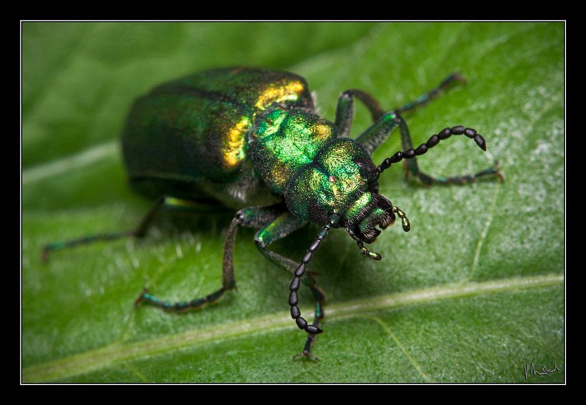 Puchýřník lékařský.jpg