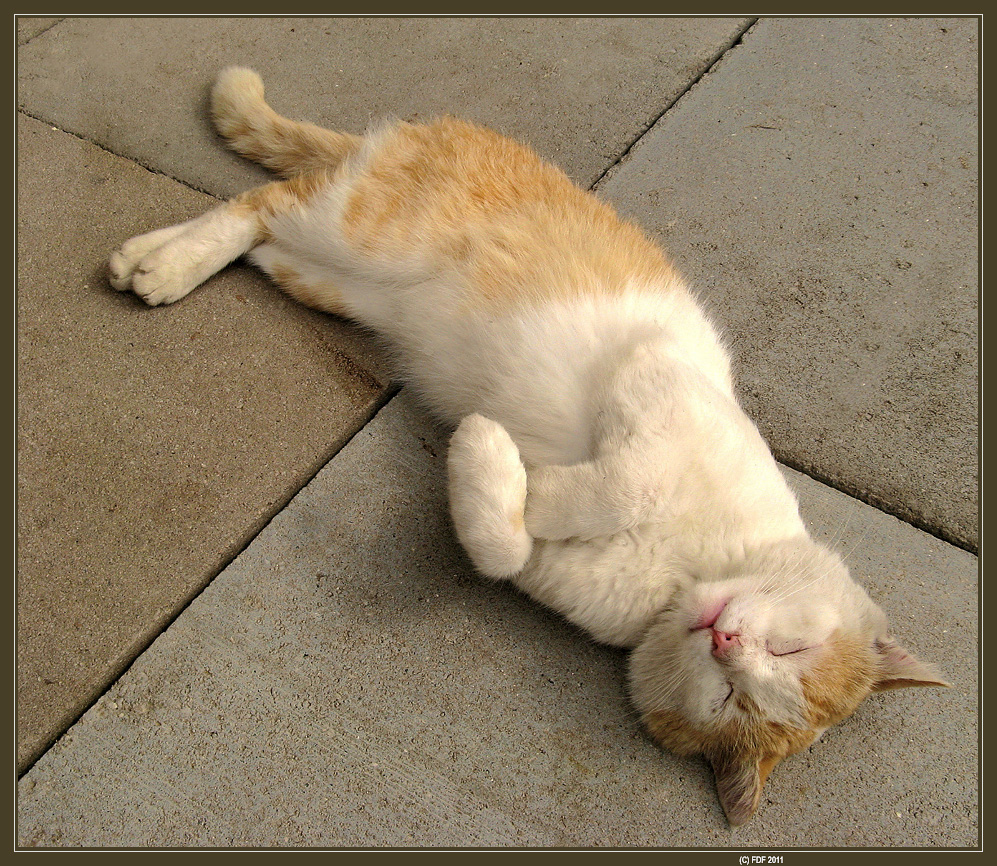 Kopie - IMG_1219.jpg