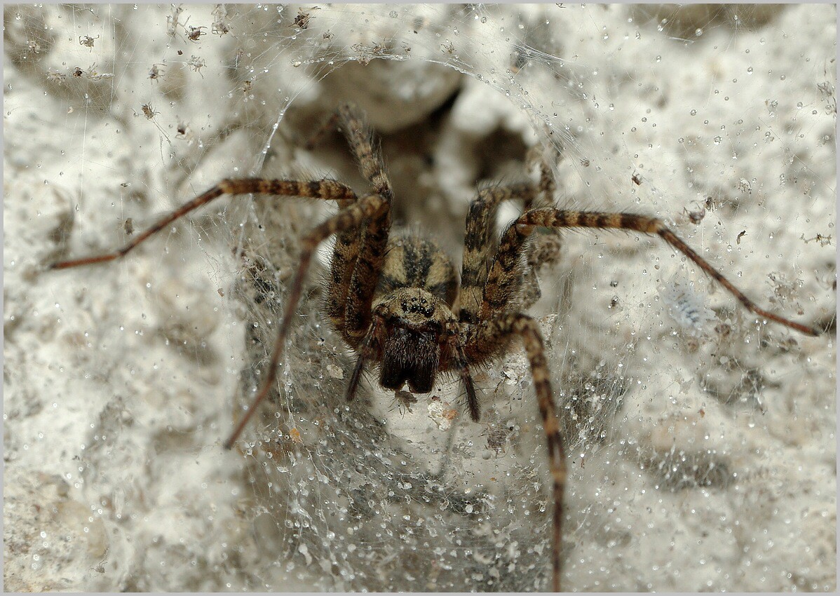 Pokoutník lesní.jpg