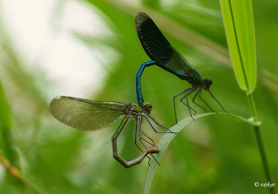 P8100035w-šídélková kámasutra.jpg