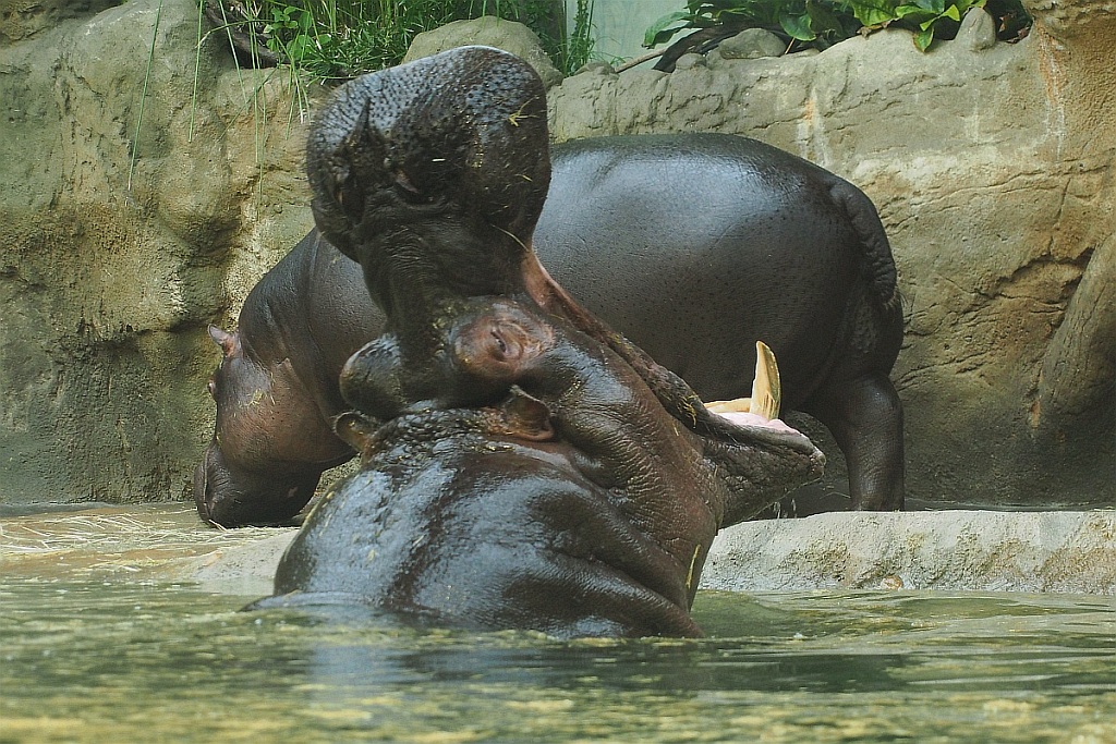 PA300092w- hroch se vrací z hospody 1024.jpg