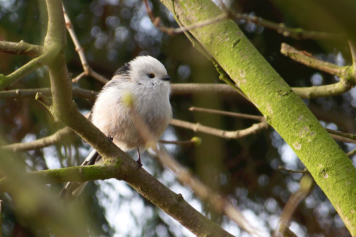 P1050180w- copak je to za ptáka.jpg