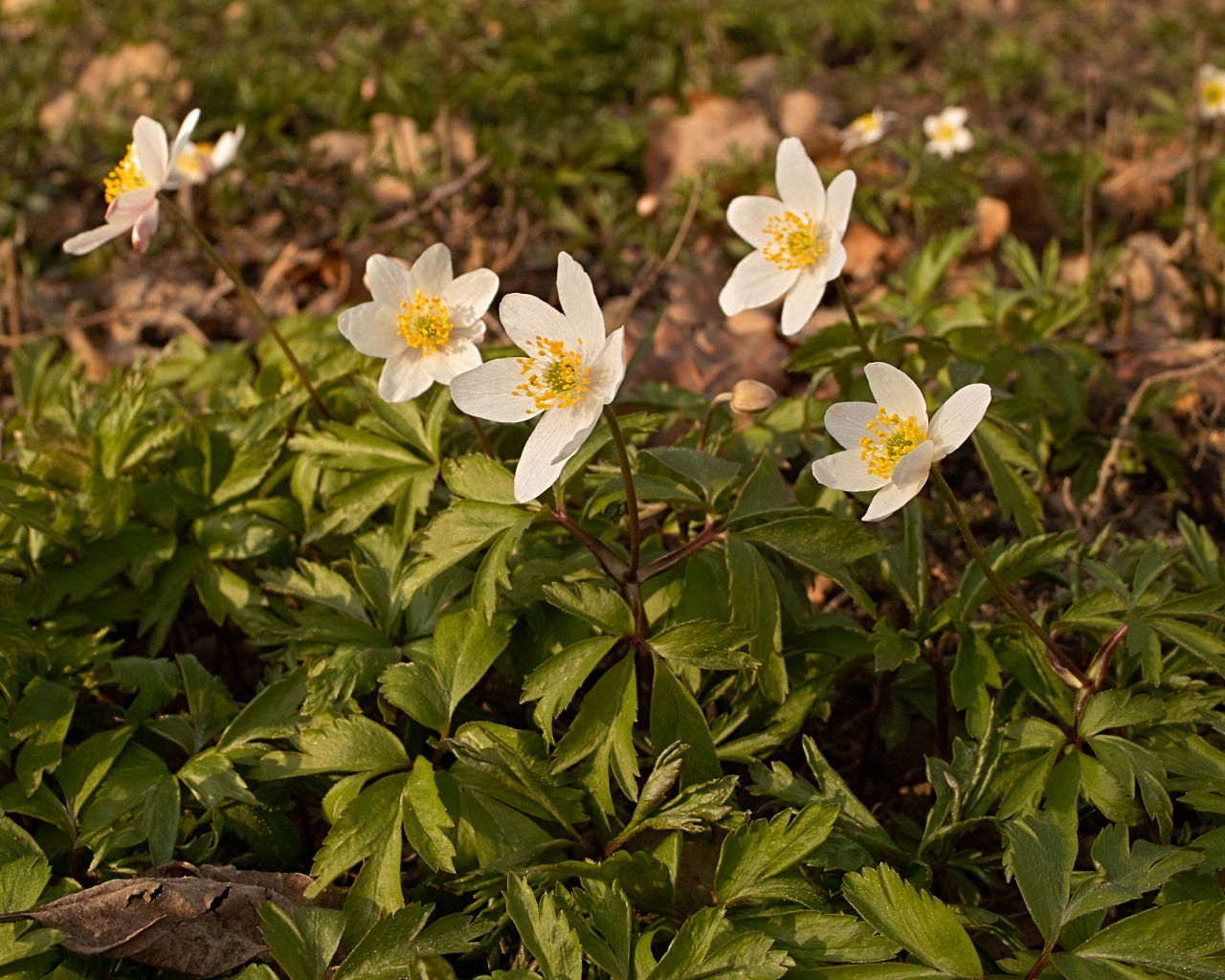SDIM2939.jpg