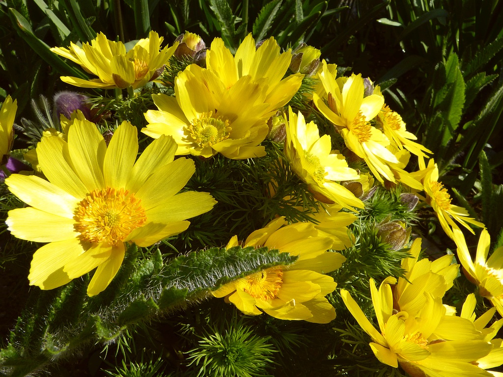 P1050434w- hlaváček jarní.jpg