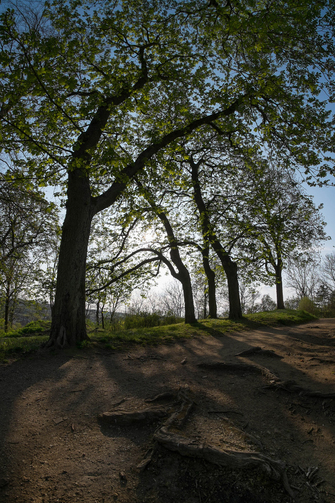 OVAL8997.jpg