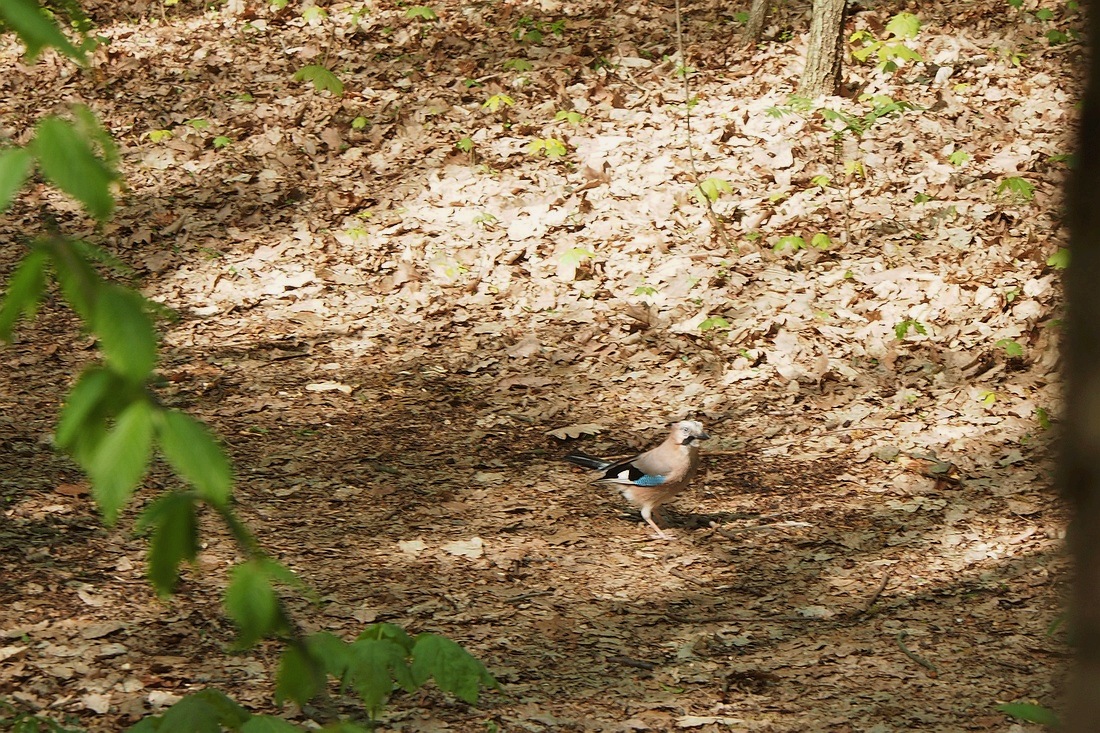 P4290152.JPG