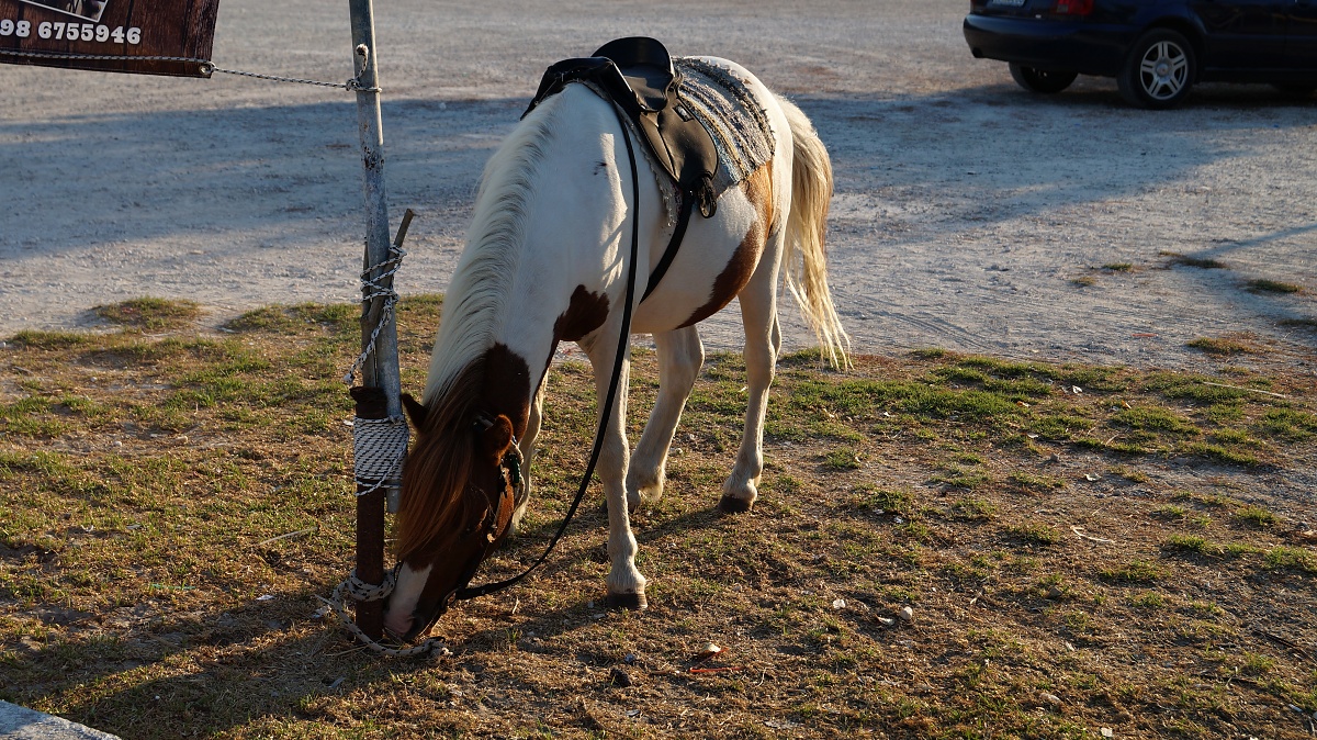 DSC07056.jpg