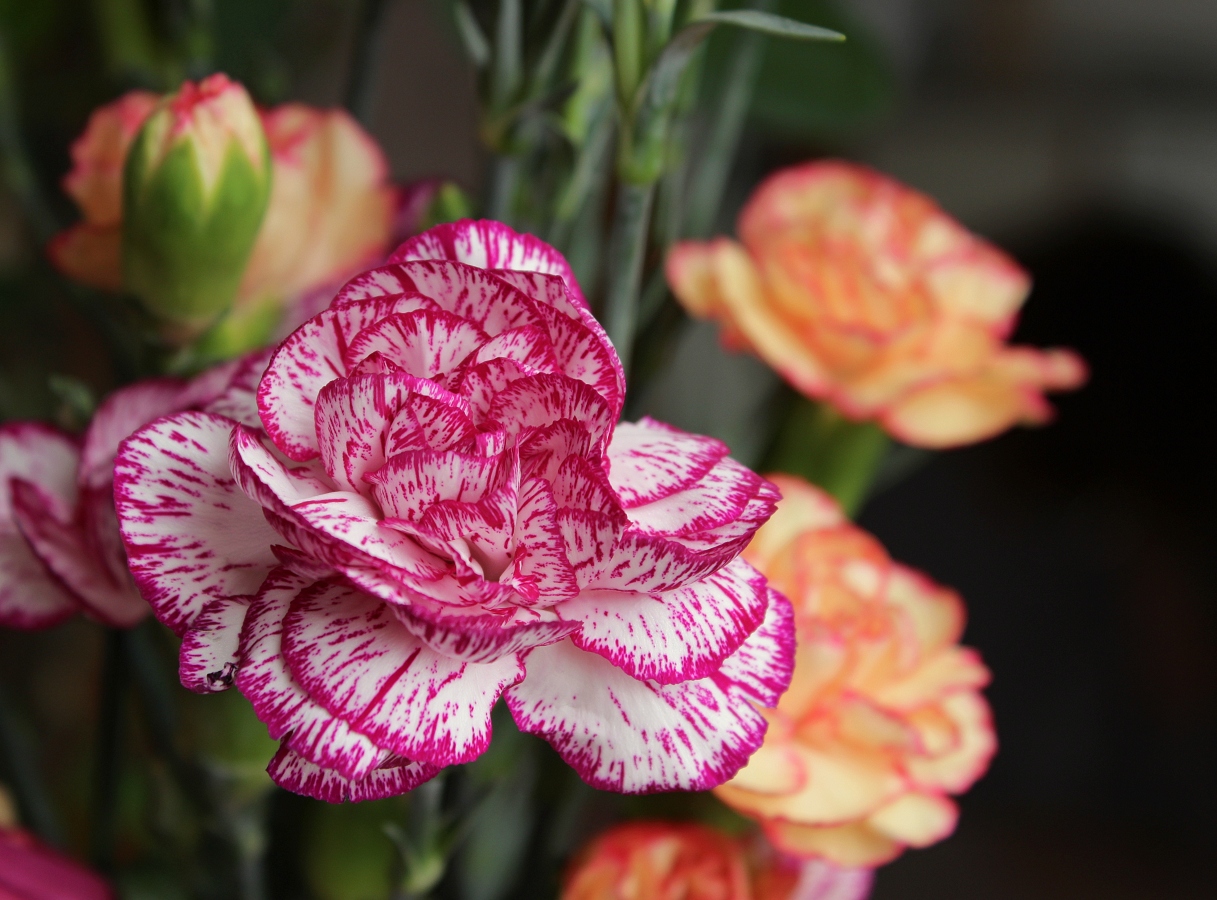 IMG_1646 karafiaty.jpg