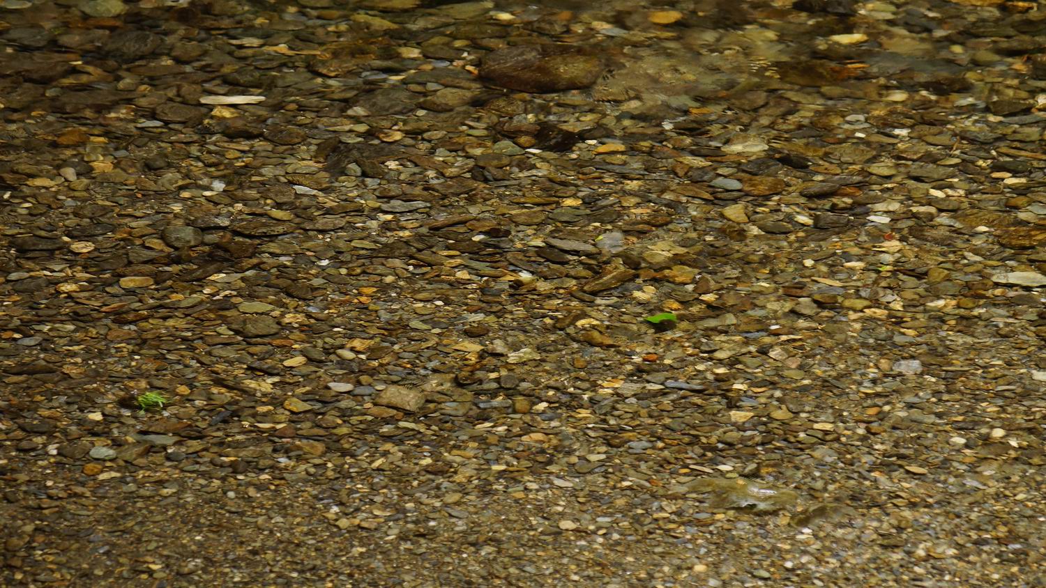 _DSC6647.JPG