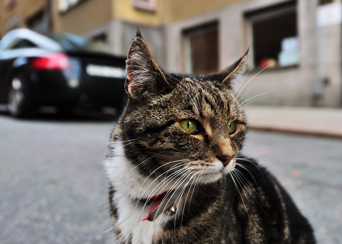 DSC_8412_1200c.jpg