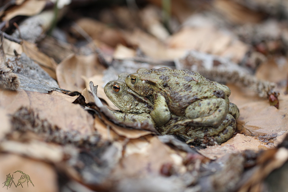 Ropucha obecná (Bufo bufo).JPG